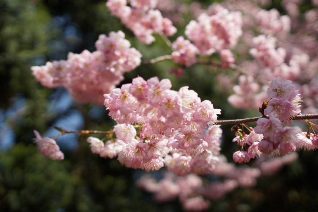 sakura