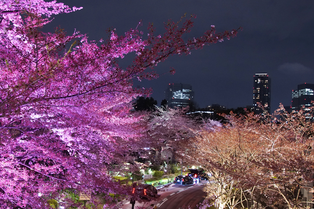 夜桜