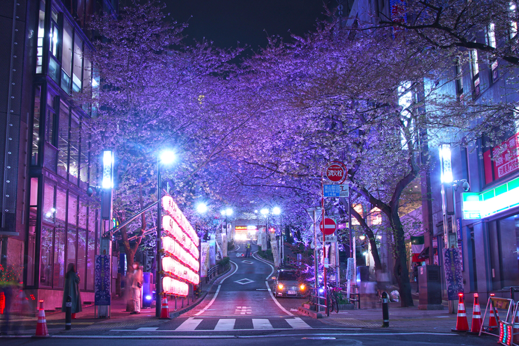 夜桜