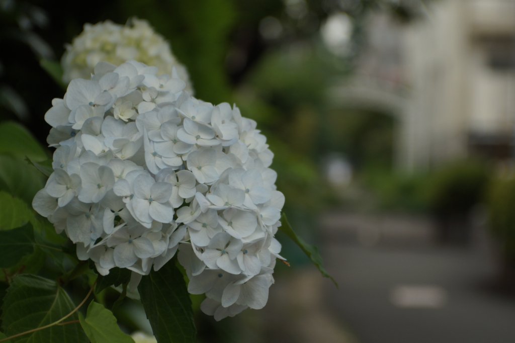 紫陽花